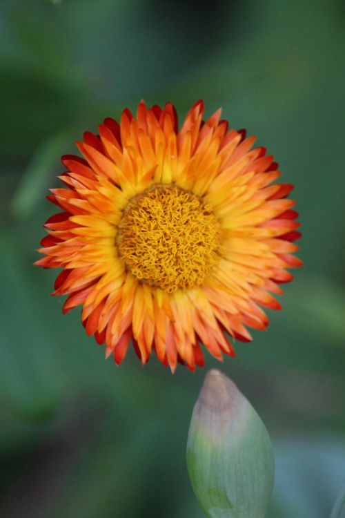 Free Close-up of a vivid orange strawflower (Xerochrysum bracteatum) showcasing intricate petal details. Stock Photo