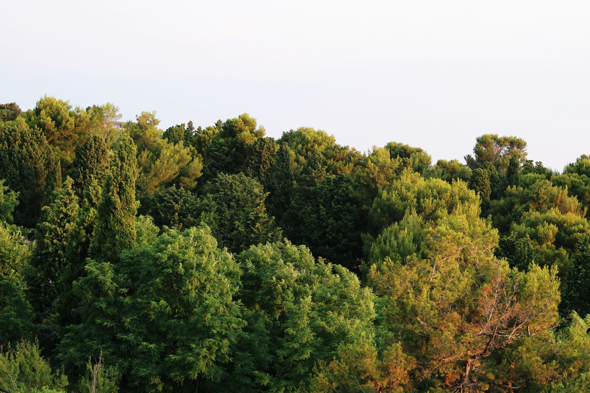 Meningkatkan Keseimbangan dengan Forest Bathing