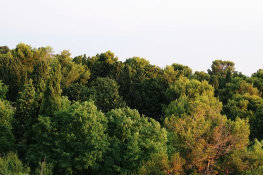 Aerial view of a densely packed and sunlit forest canopy in summer.