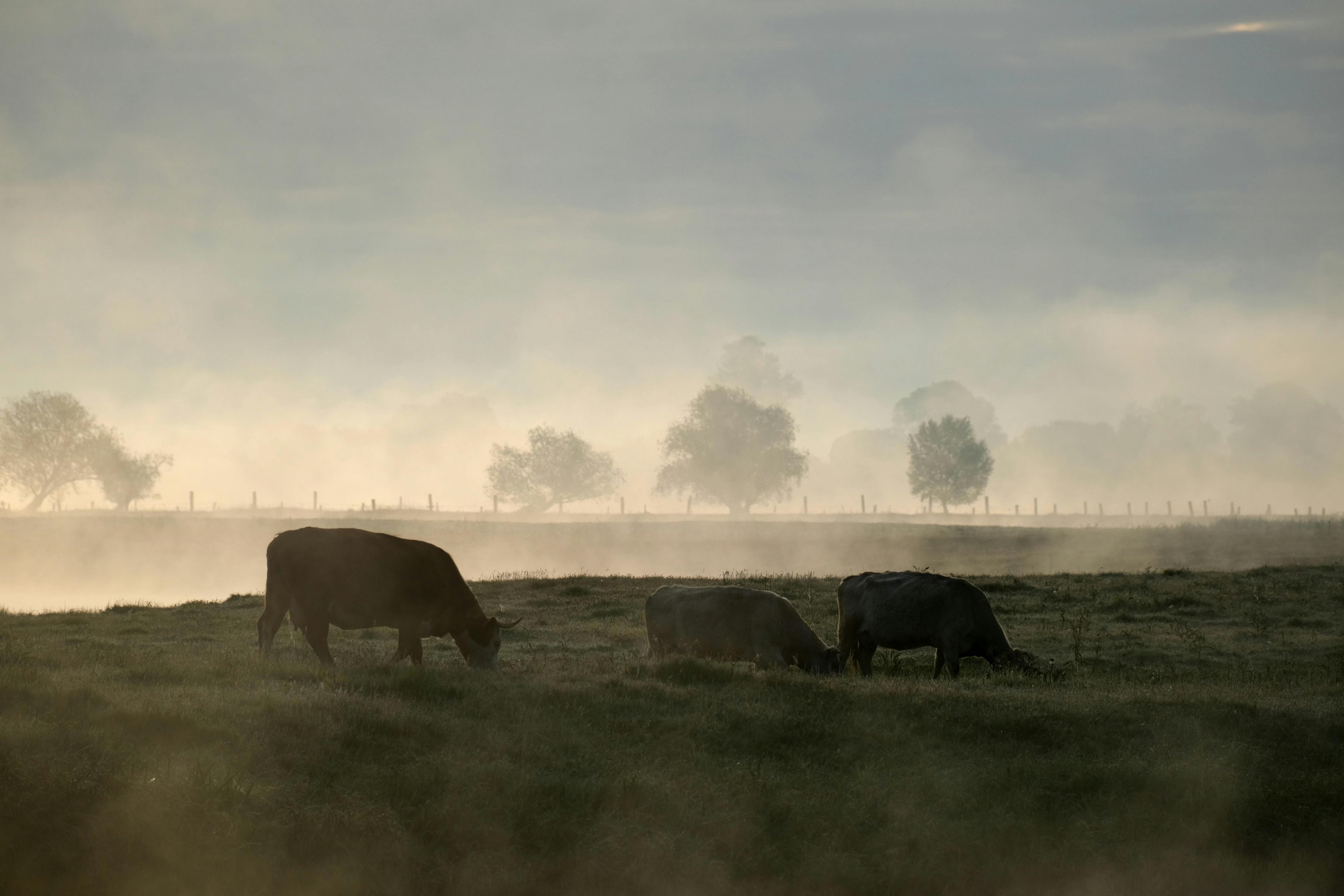 教宗訪黎巴嫩 呼籲政治領袖放下分歧促和平