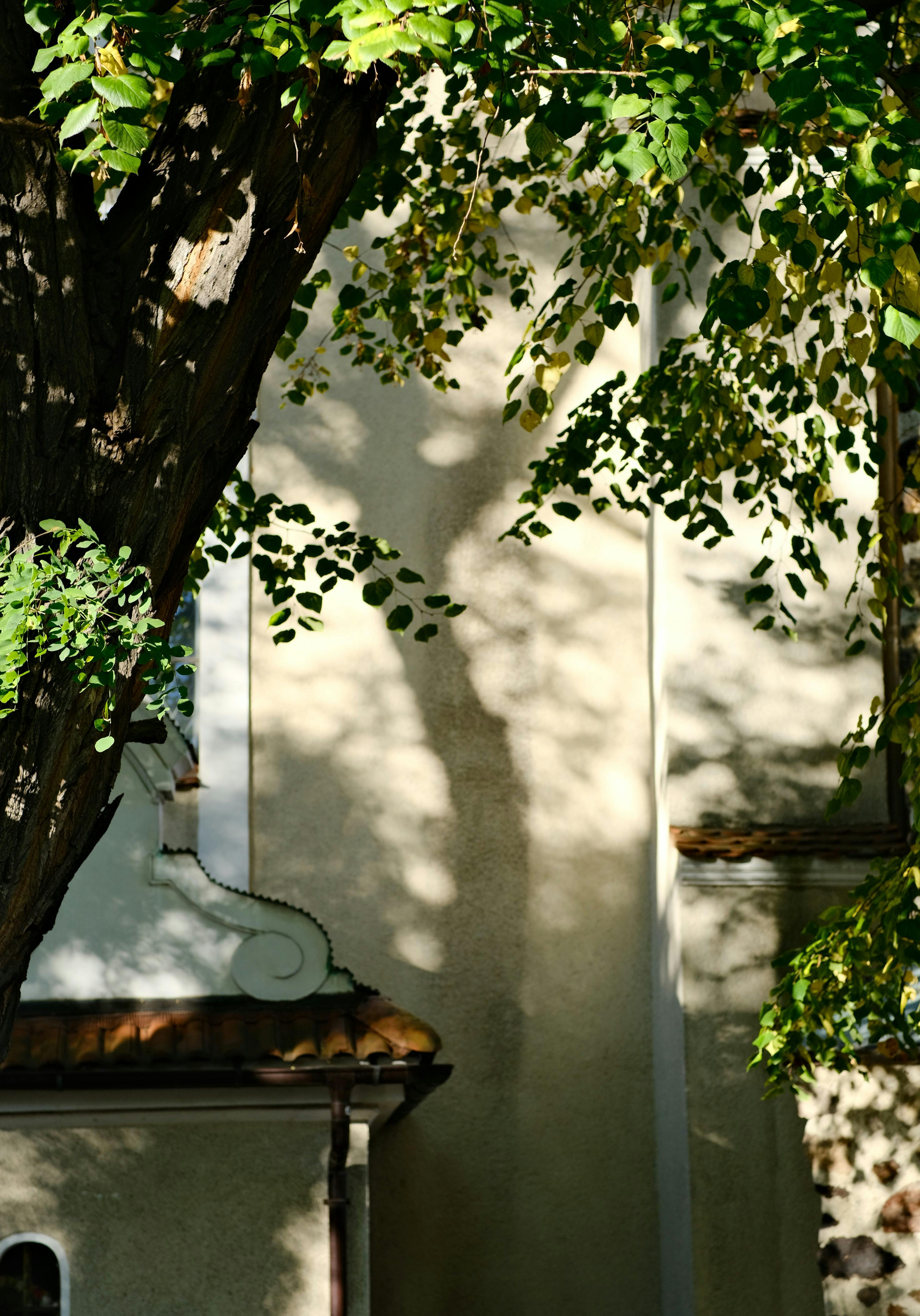 Free Charming architectural detail with tree shadows and sunlight interplay on a rustic wall. Stock Photo