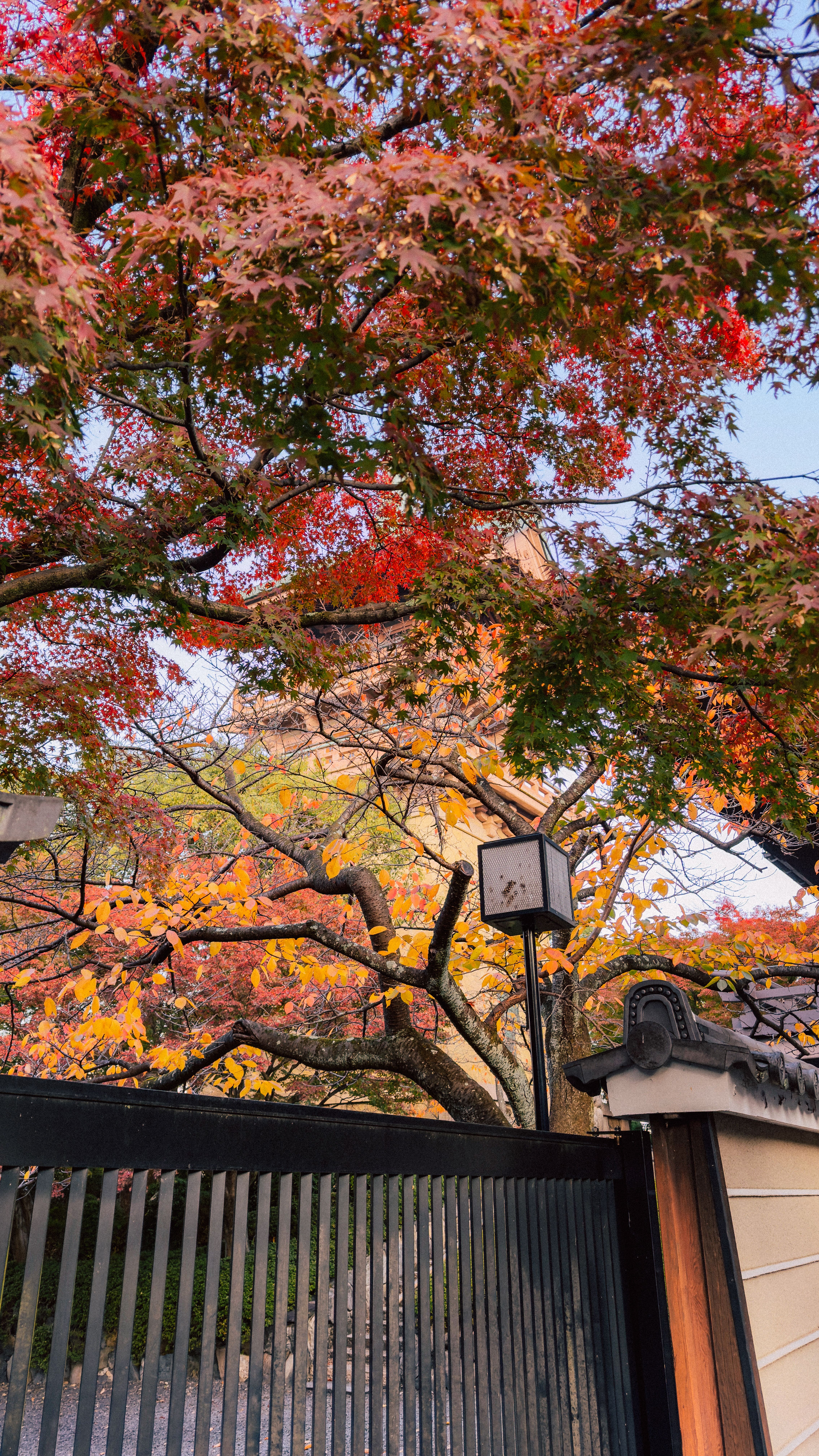 Fotomural Las coloridas hojas de otoño rodean una puerta tradicional de un templo japonés, creando una escena serena.