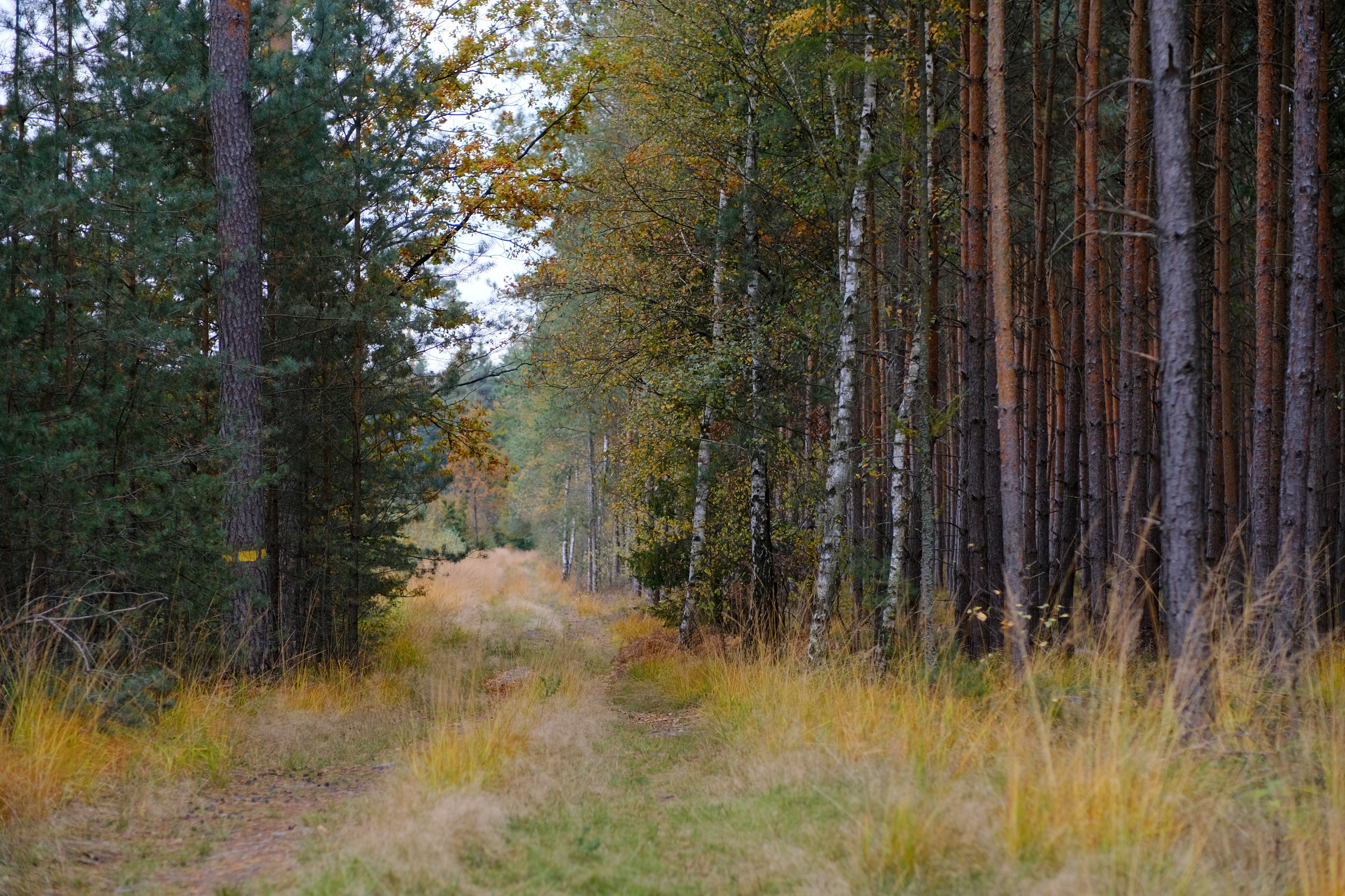 Serene Forest Path in Early Autumn · Free Stock Photo
