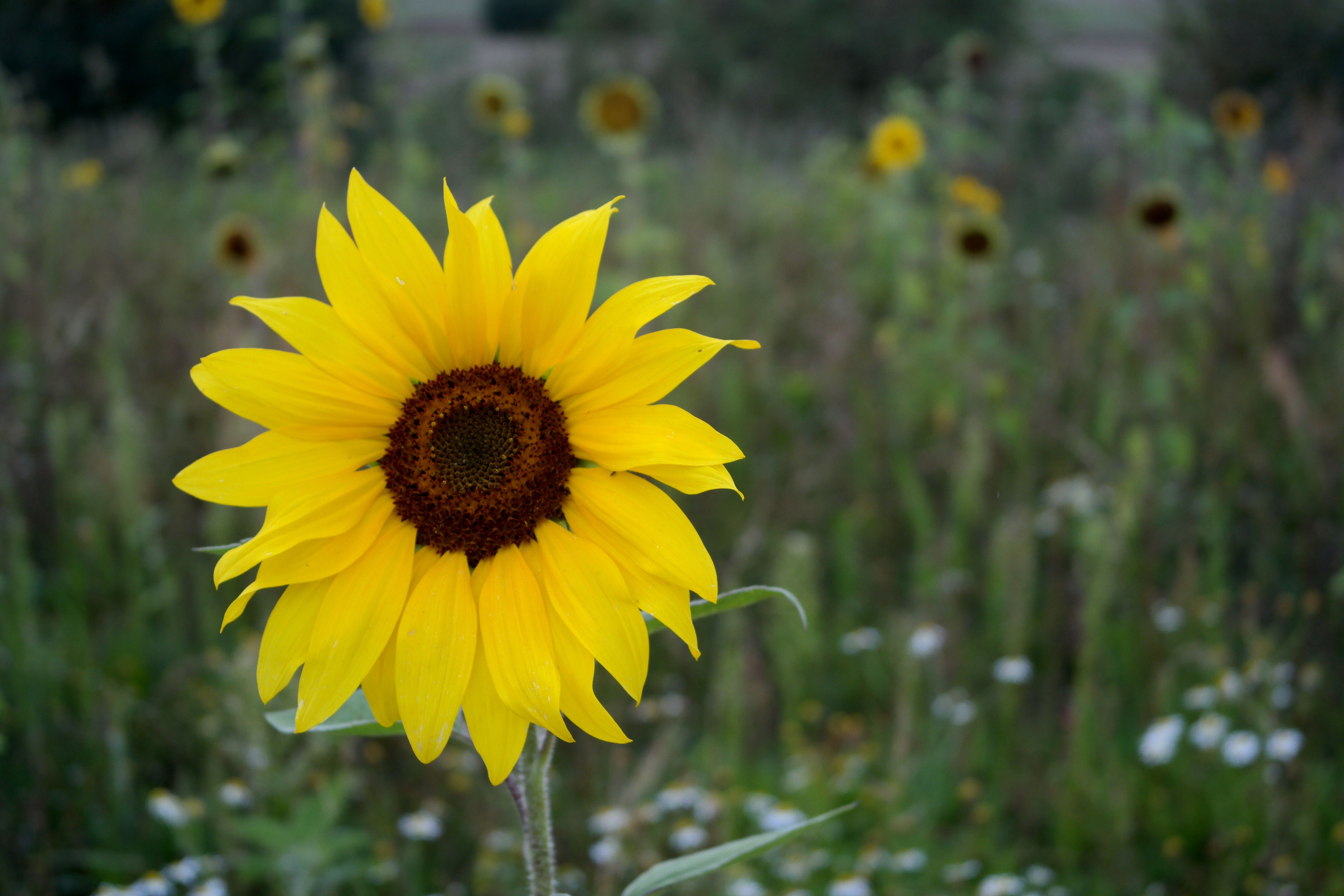 Bright Yellow Sunflower in a Field · Free Stock Photo