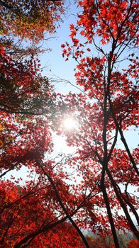Stunning red maple leaves against the bright autumn sun create a vivid seasonal display.