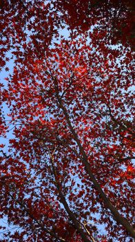 Stunning autumn scene with red maple leaves silhouetted against a bright blue sky.