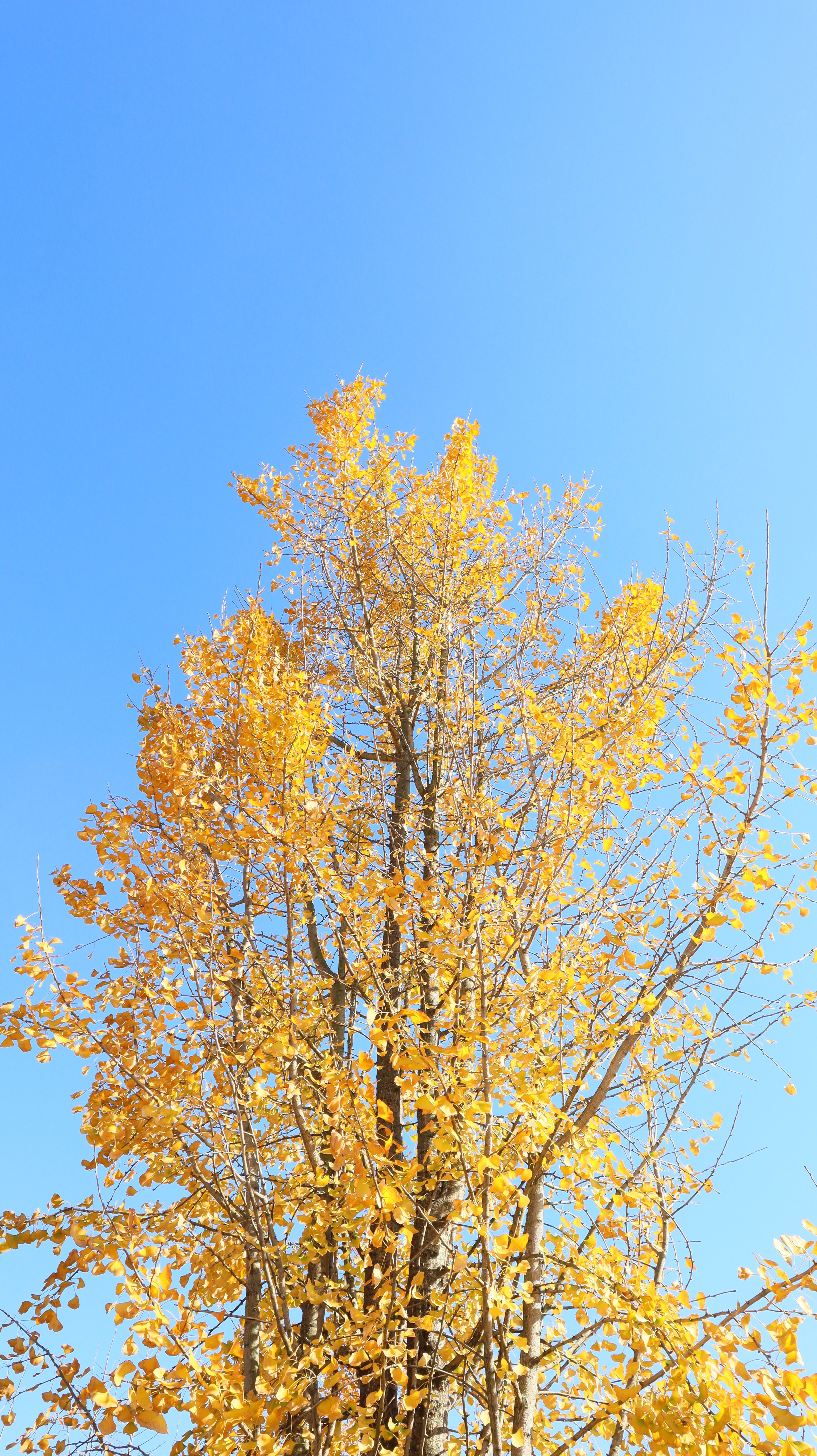 Golden Autumn Tree Against Clear Blue Sky · Free Stock Photo