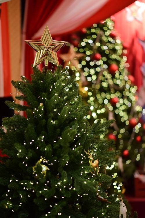 Free Beautiful Christmas tree adorned with lights and golden star in festive setting. Stock Photo