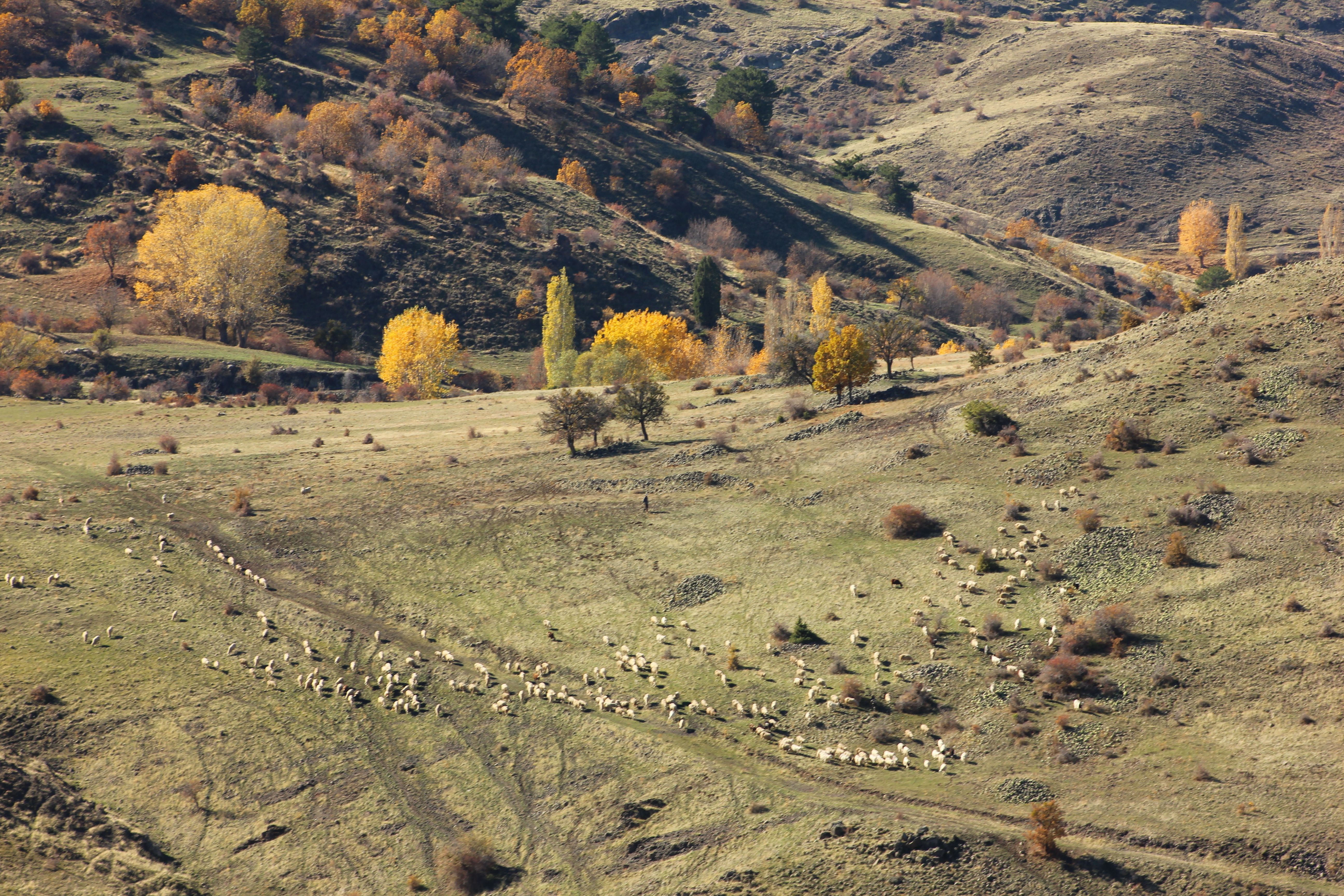 Scenic Autumn Landscape with Grazing Sheep · Free Stock Photo
