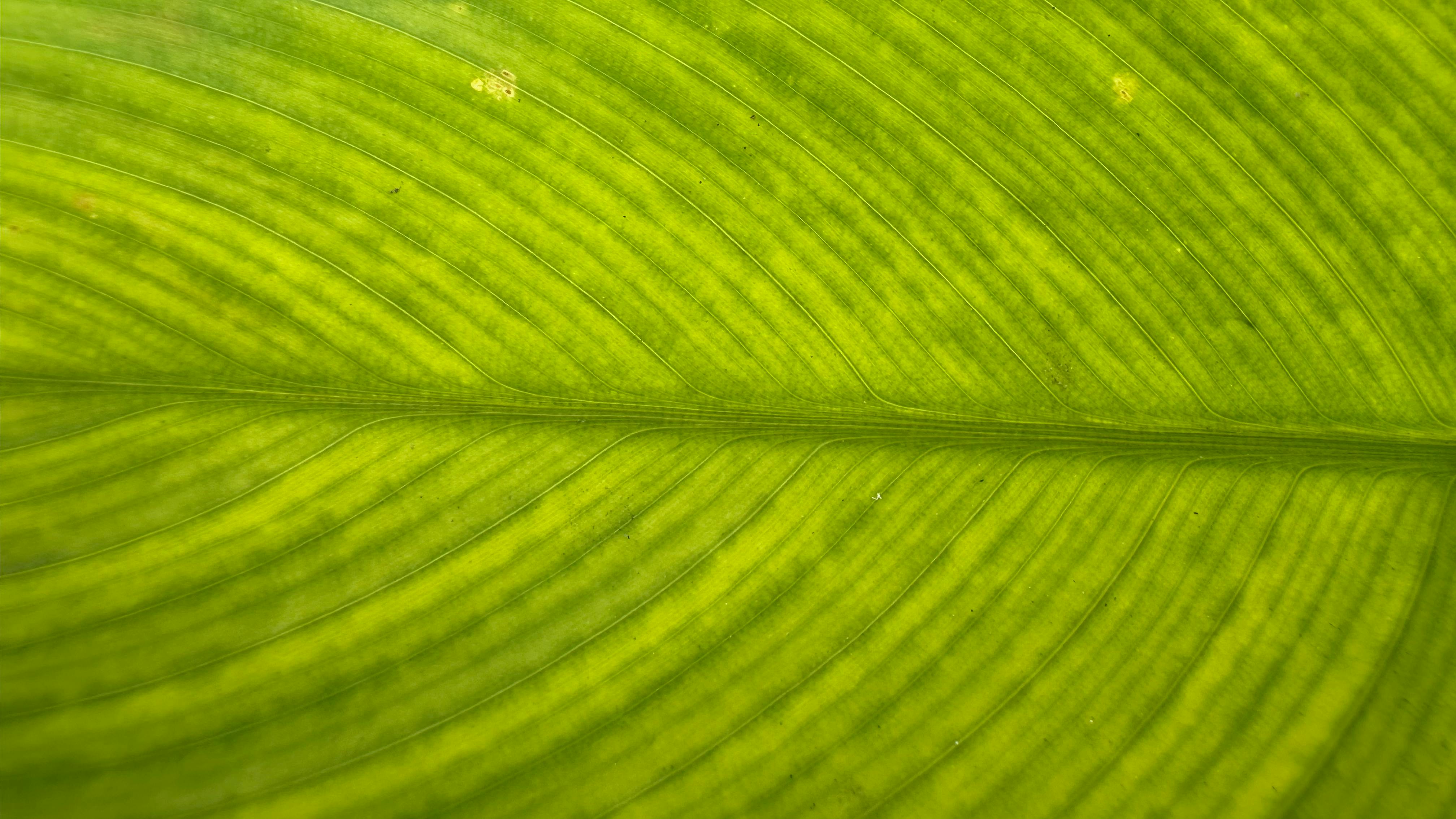 Free stock photo of background, botanical, chlorophyll