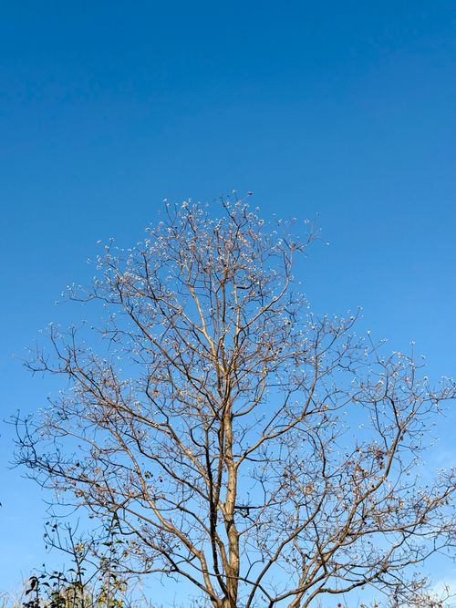 Free A solitary tree stands against a clear blue sky, capturing a serene winter scene. Stock Photo