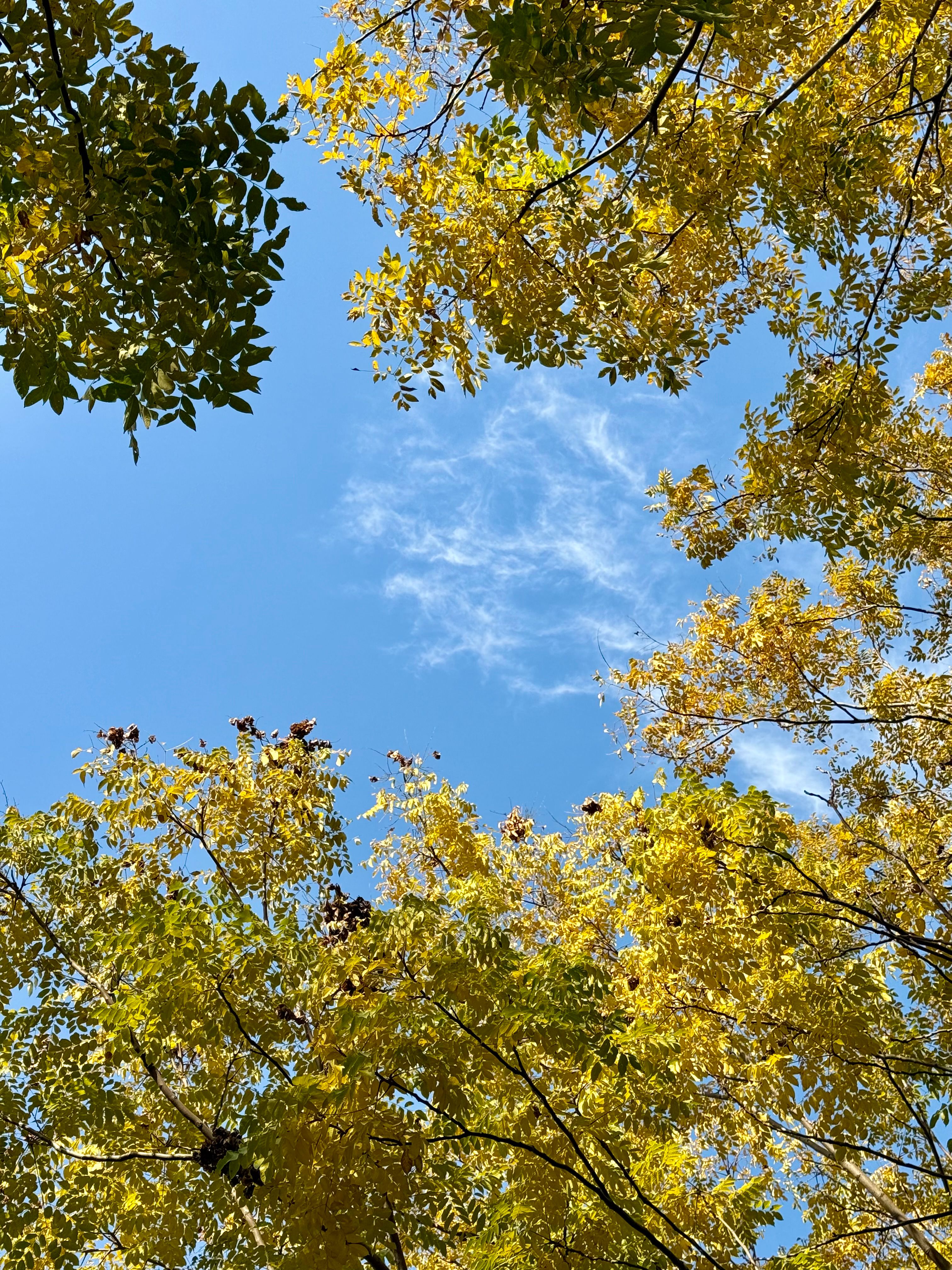 Vibrant Autumn Trees Against Blue Sky · Free Stock Photo