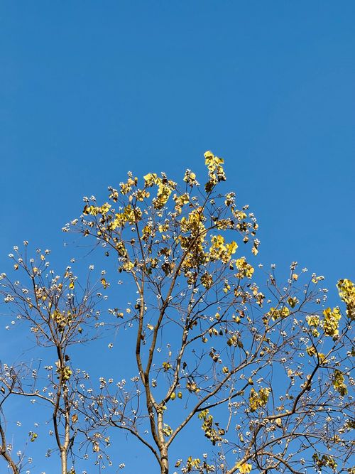 Free Vibrant yellow flowers blooming on tree branches with a clear blue sky background. Stock Photo