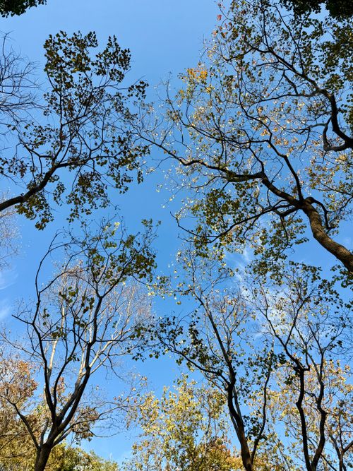 Free A serene upward view of trees with autumn leaves against a clear blue sky. Stock Photo