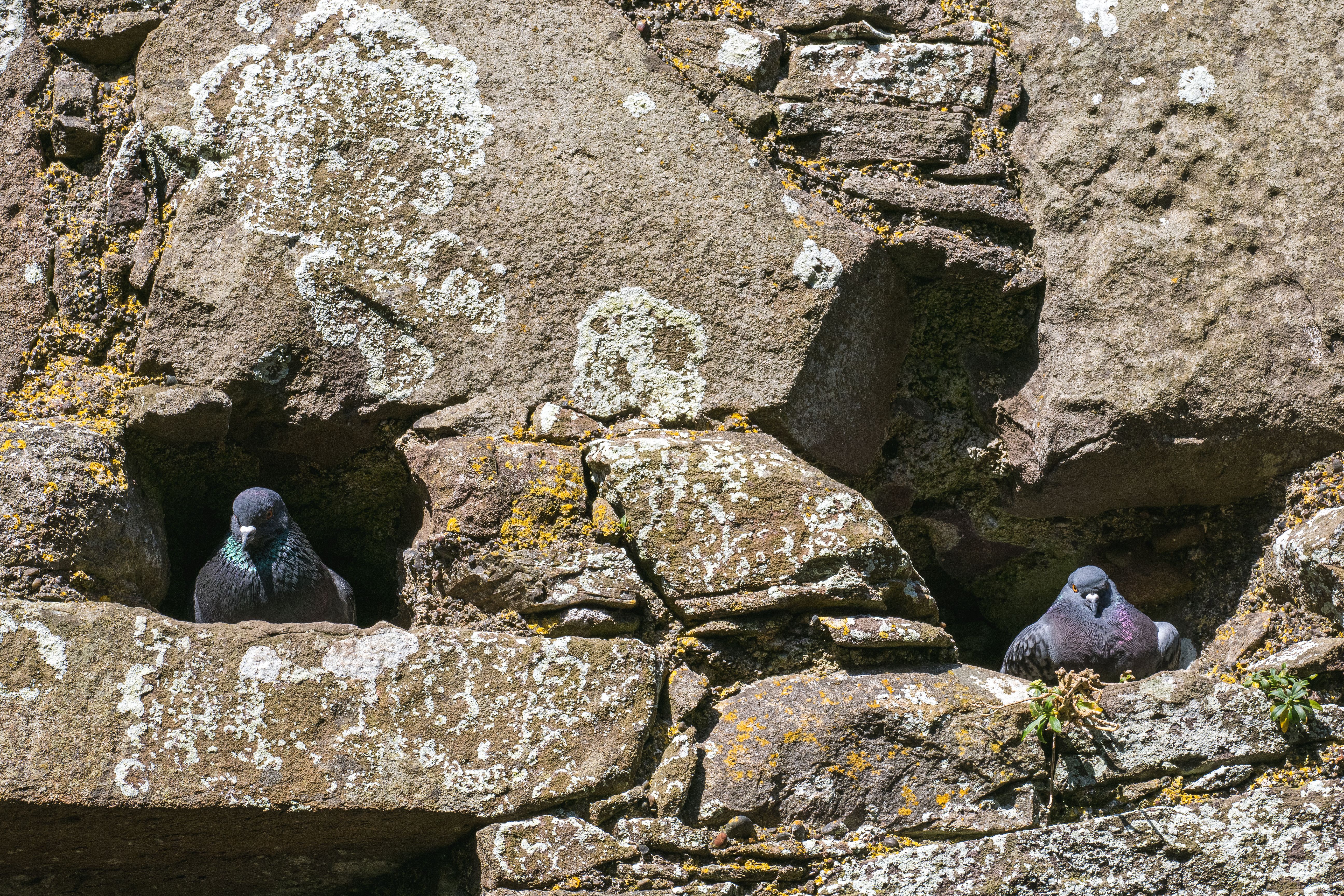 Pigeons Nestled in Ancient Stone Wall · Free Stock Photo