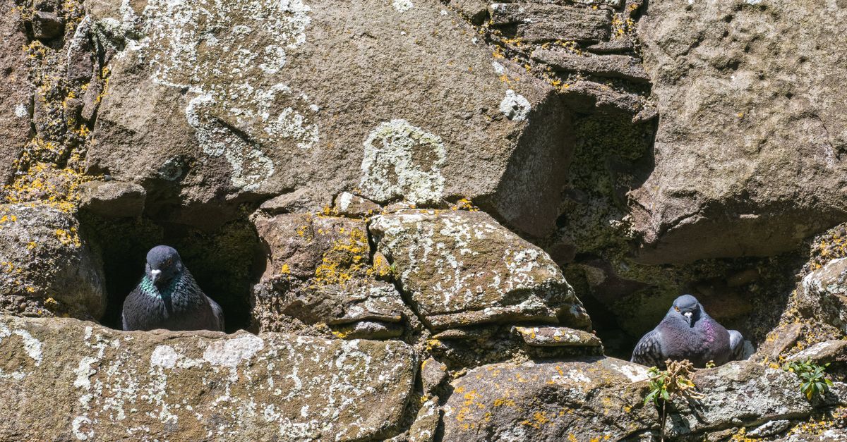 Pigeon Stone Rocks Pigeons Nestled in Ancient Stone Wall · Free Stock Photo
