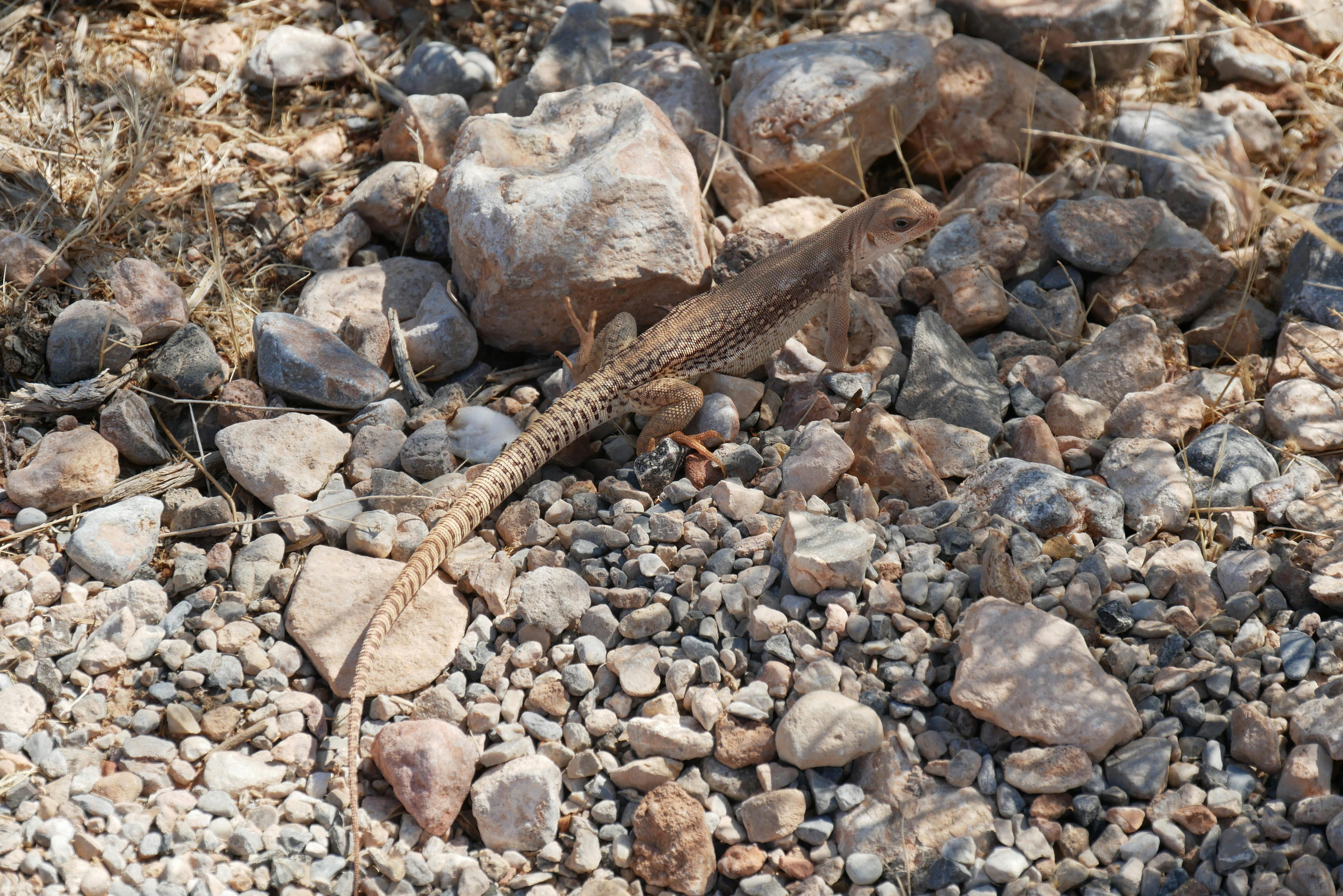 A lizard blends with the rocks in a sunlit outdoor setting, showcasing natural camouflage.