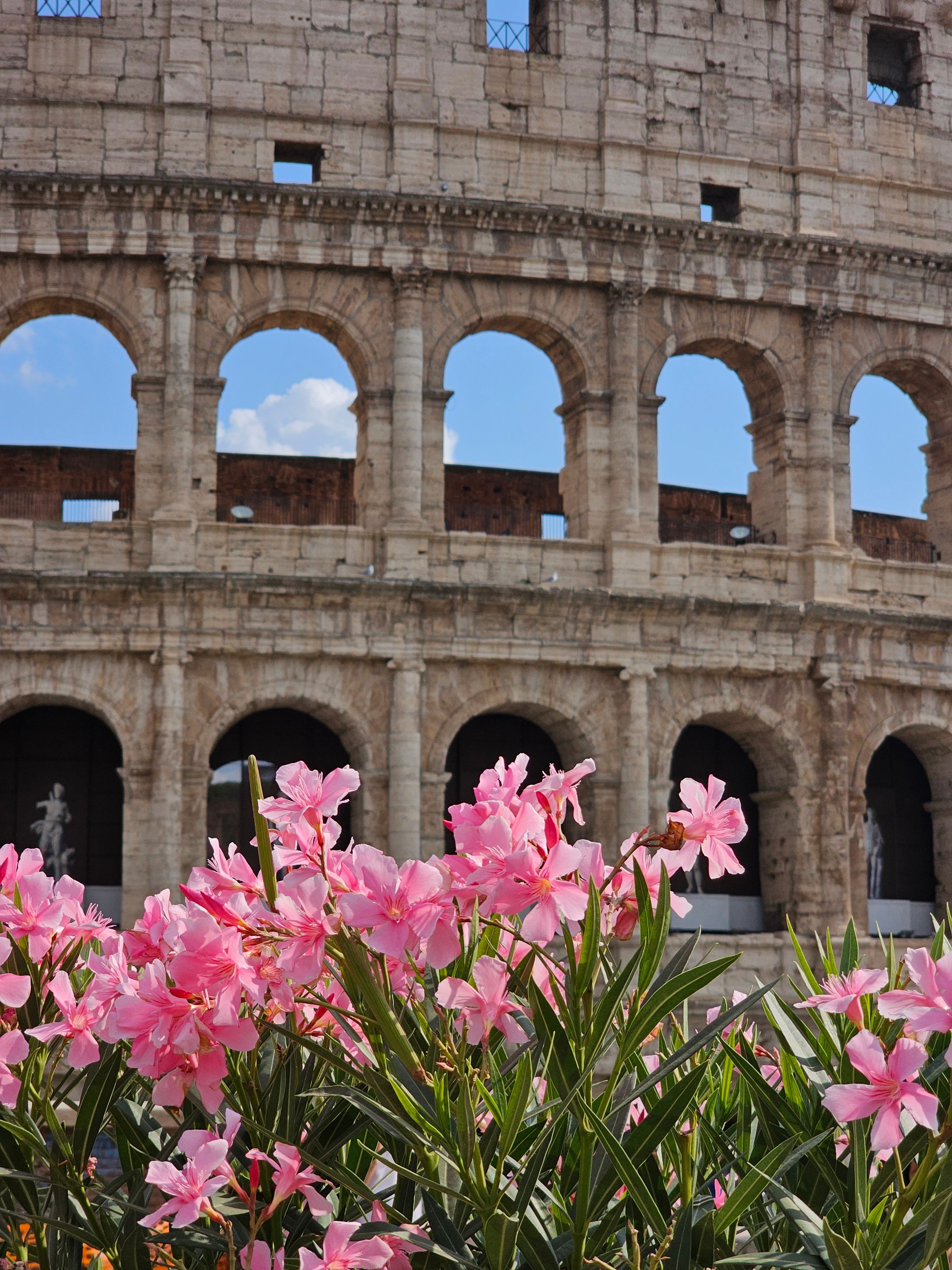 Vibrant pink flowers in bloom with the iconic Colosseum in the background, capturing a blend of nature and history.