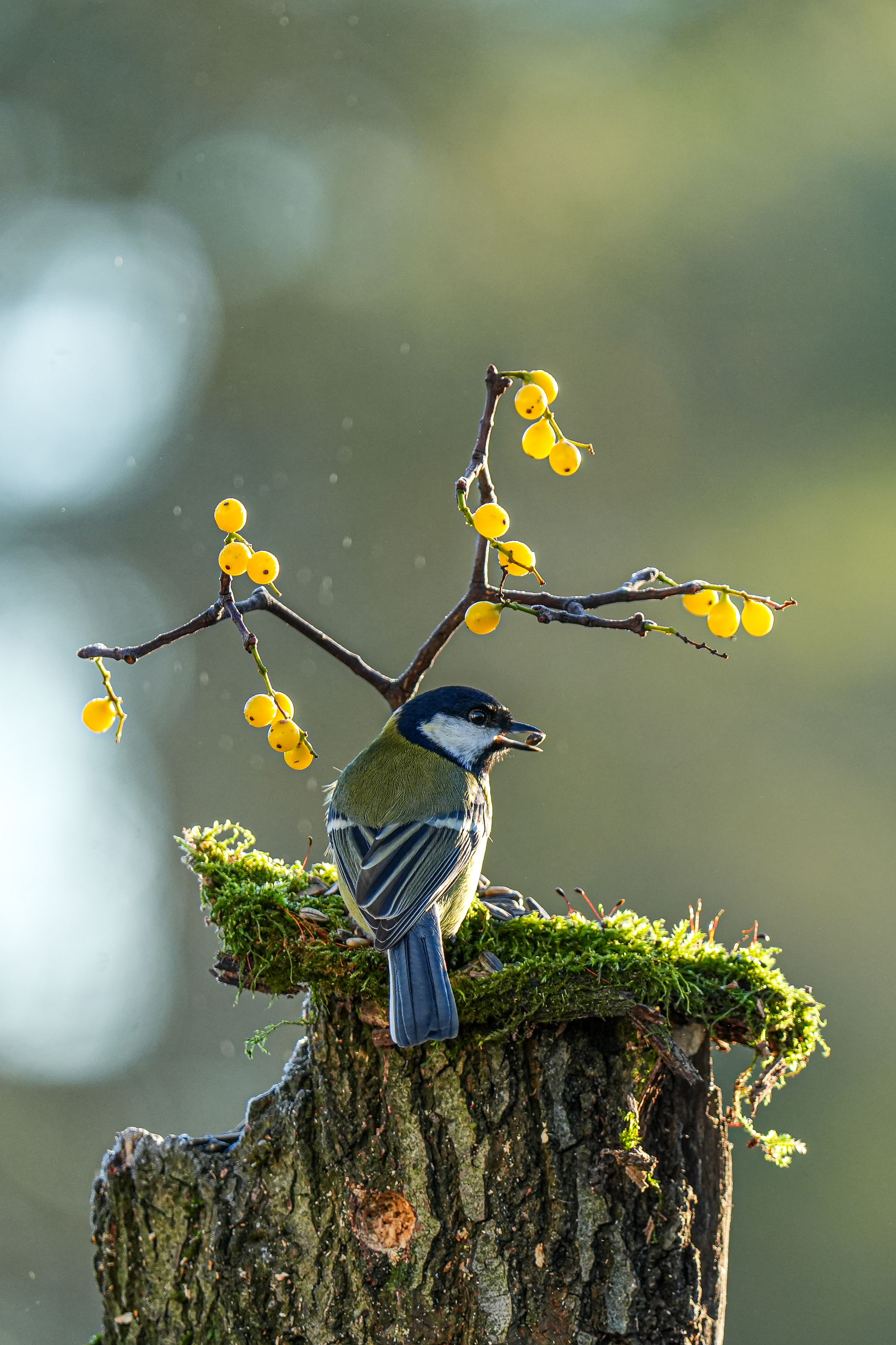 A blue tit bird perched on a mossy tree stump with vibrant yellow berries, captured in a serene outdoor setting.