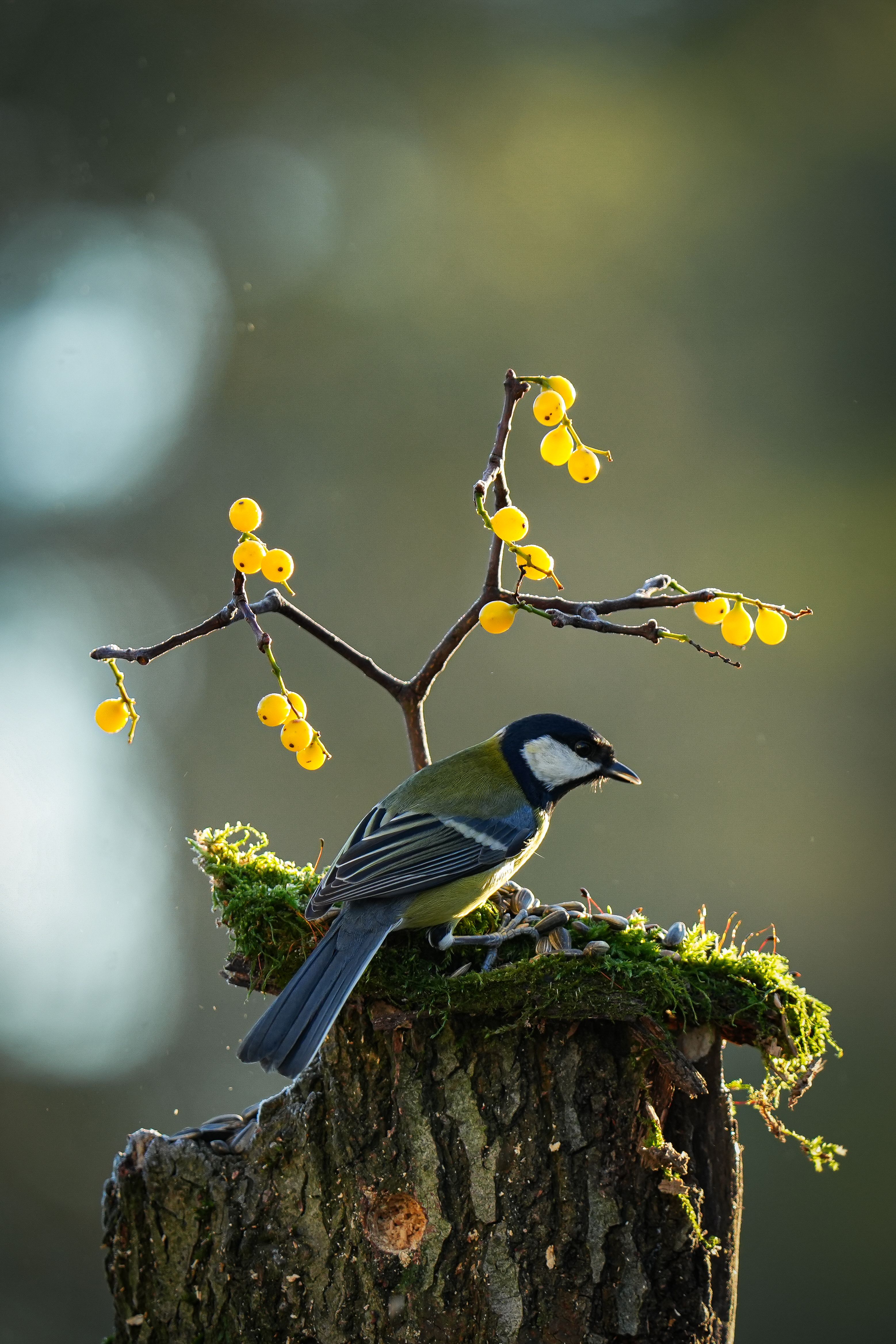 A Great Tit perched on a mossy tree trunk with bright yellow berries against a blurred background.