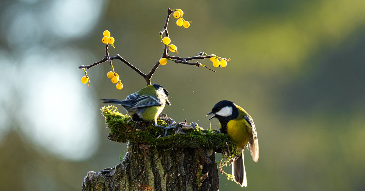 La relación entre el canto de las aves y las emociones humanas La relación entre el canto de las aves y las emociones humanas
