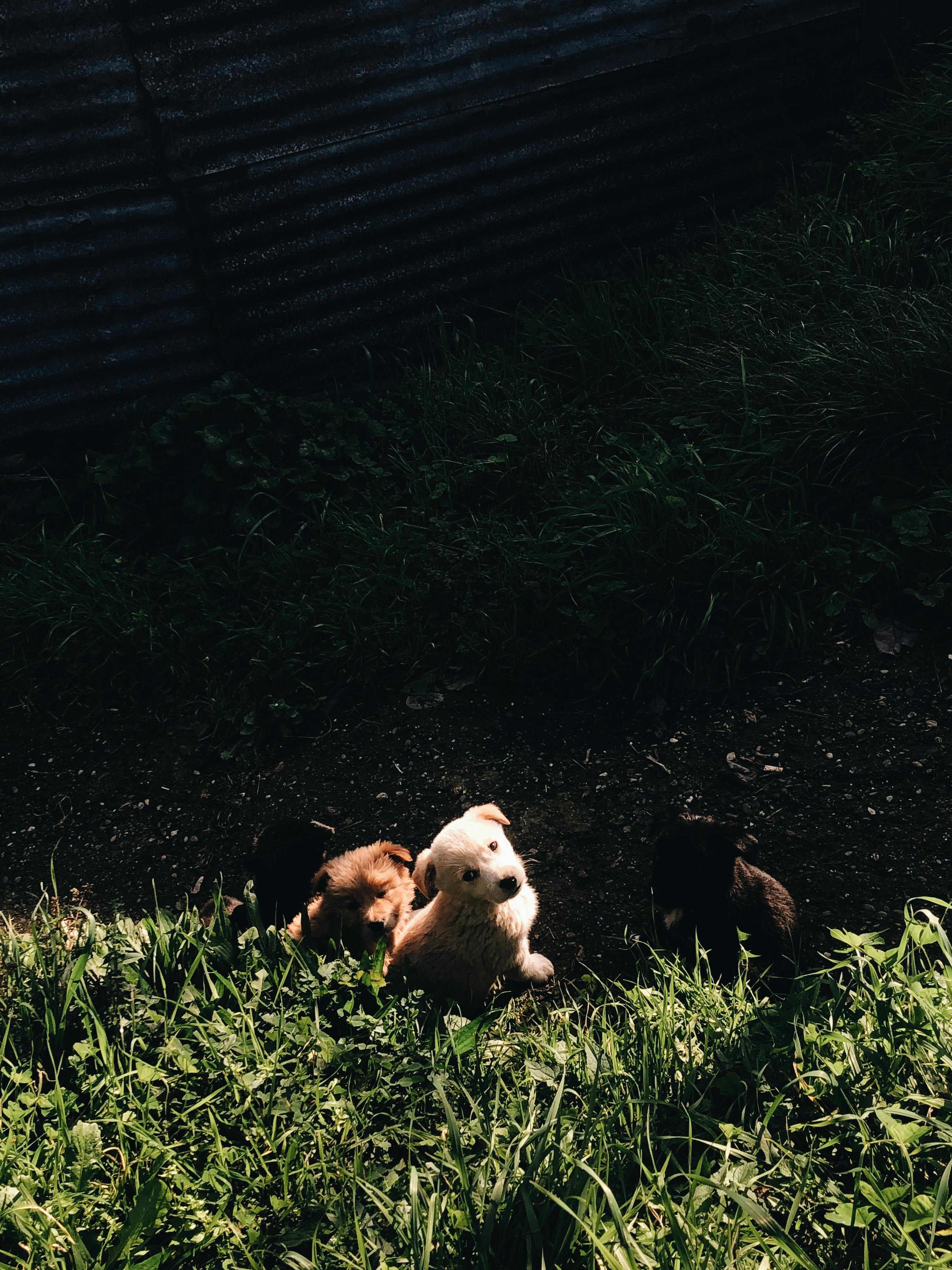 Why Do Some Dogs Have Drier Noses? Exploring the Causes and Concerns