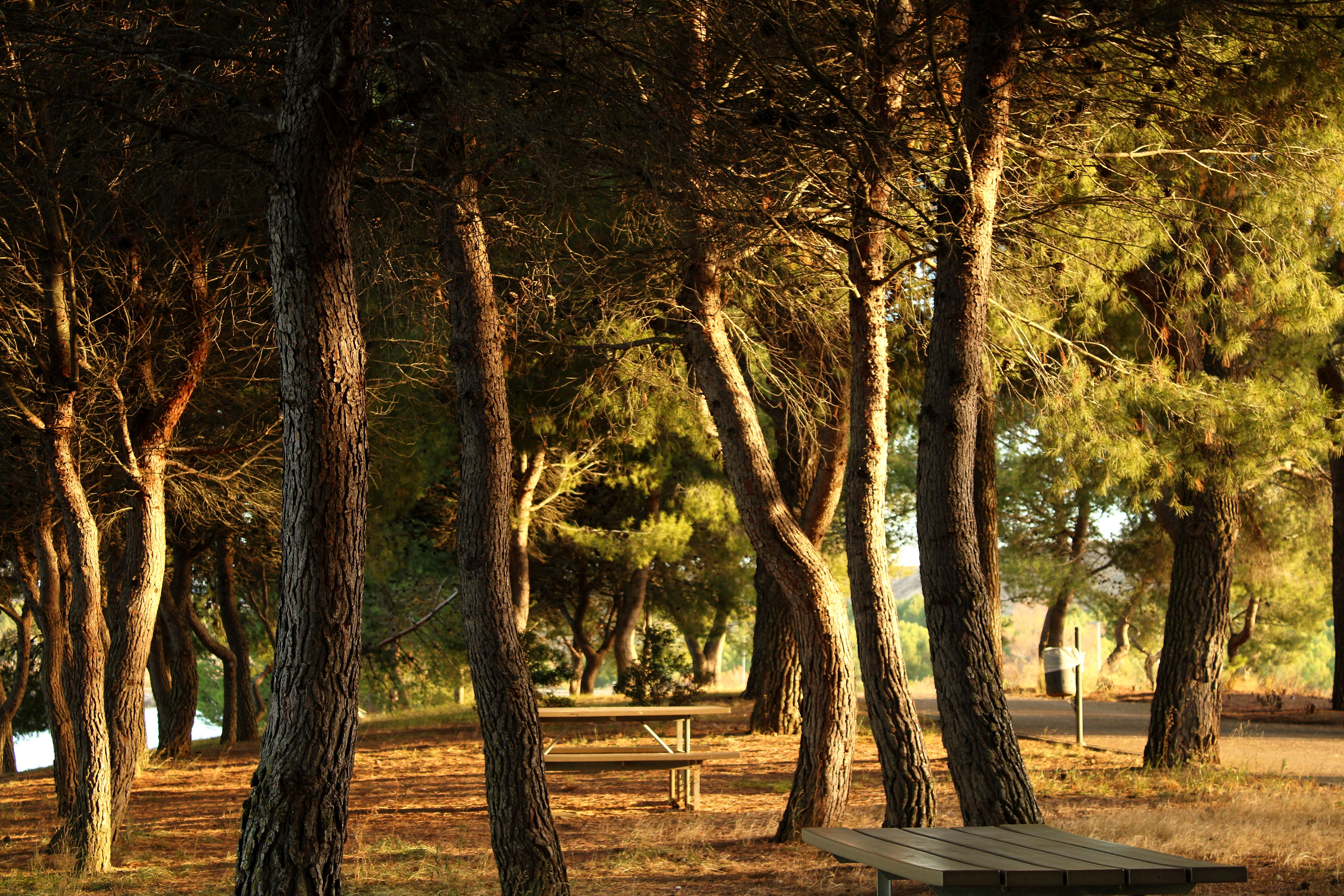 Vipassana Retreat Requirements for Aspiring Teachers