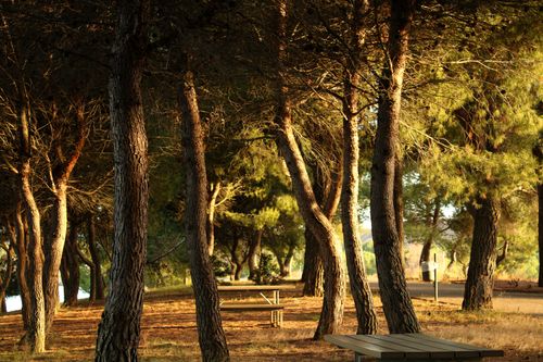 Free Tranquil pine forest scene with sunlight filtering through trees and picnic tables in view. Stock Photo