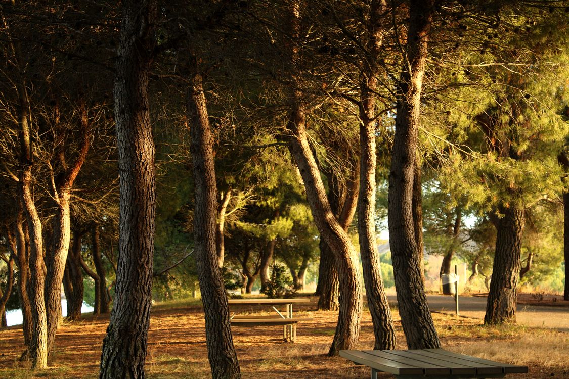 Serene Pine Forest with Sunlit Trees and Picnic Tables · Free Stock Photo