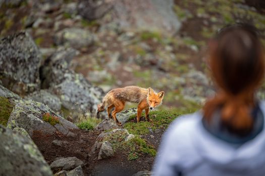 fox photo