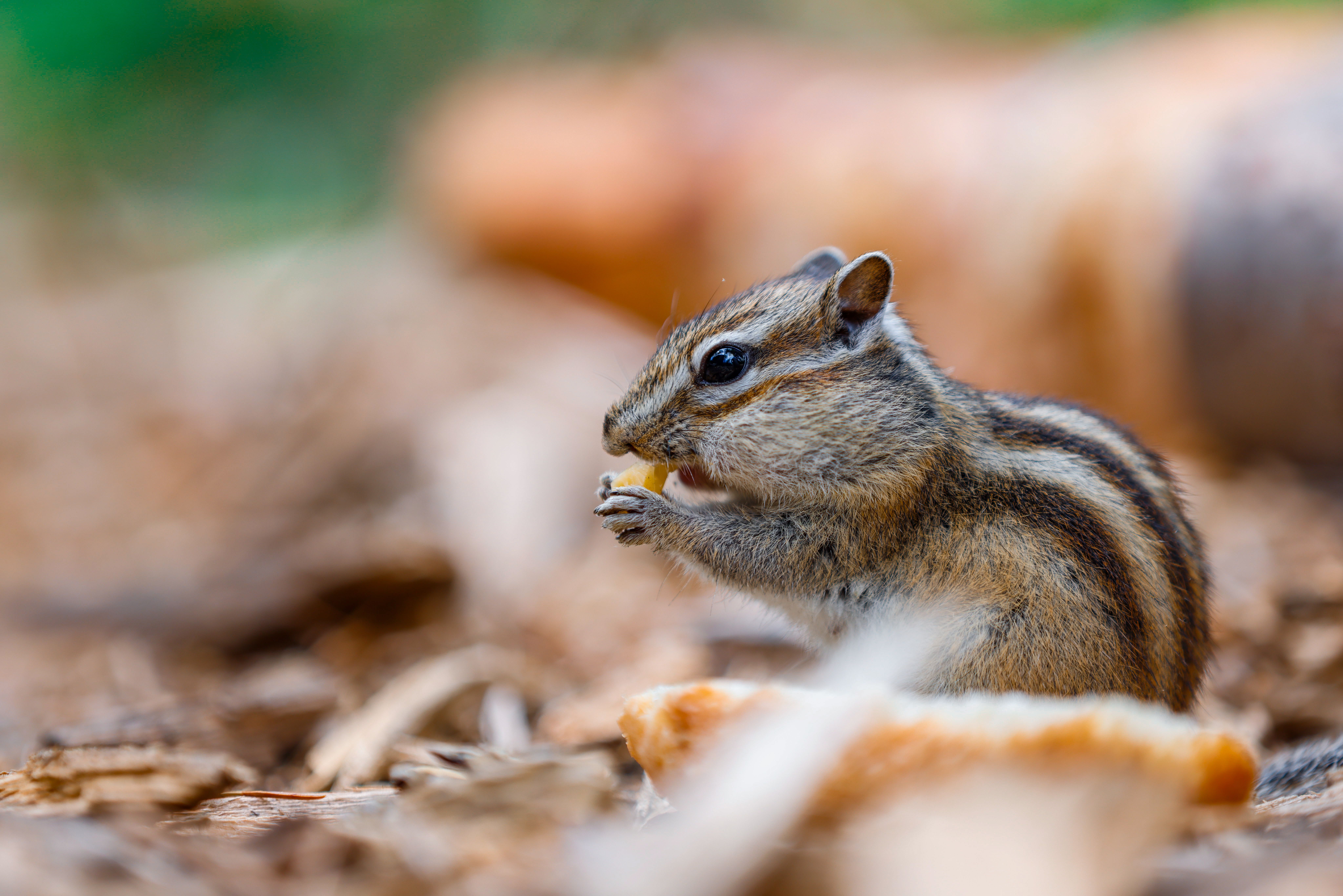 Close-up of a Chipmunk Eating in Nature · Free Stock Photo