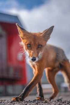 fox photo