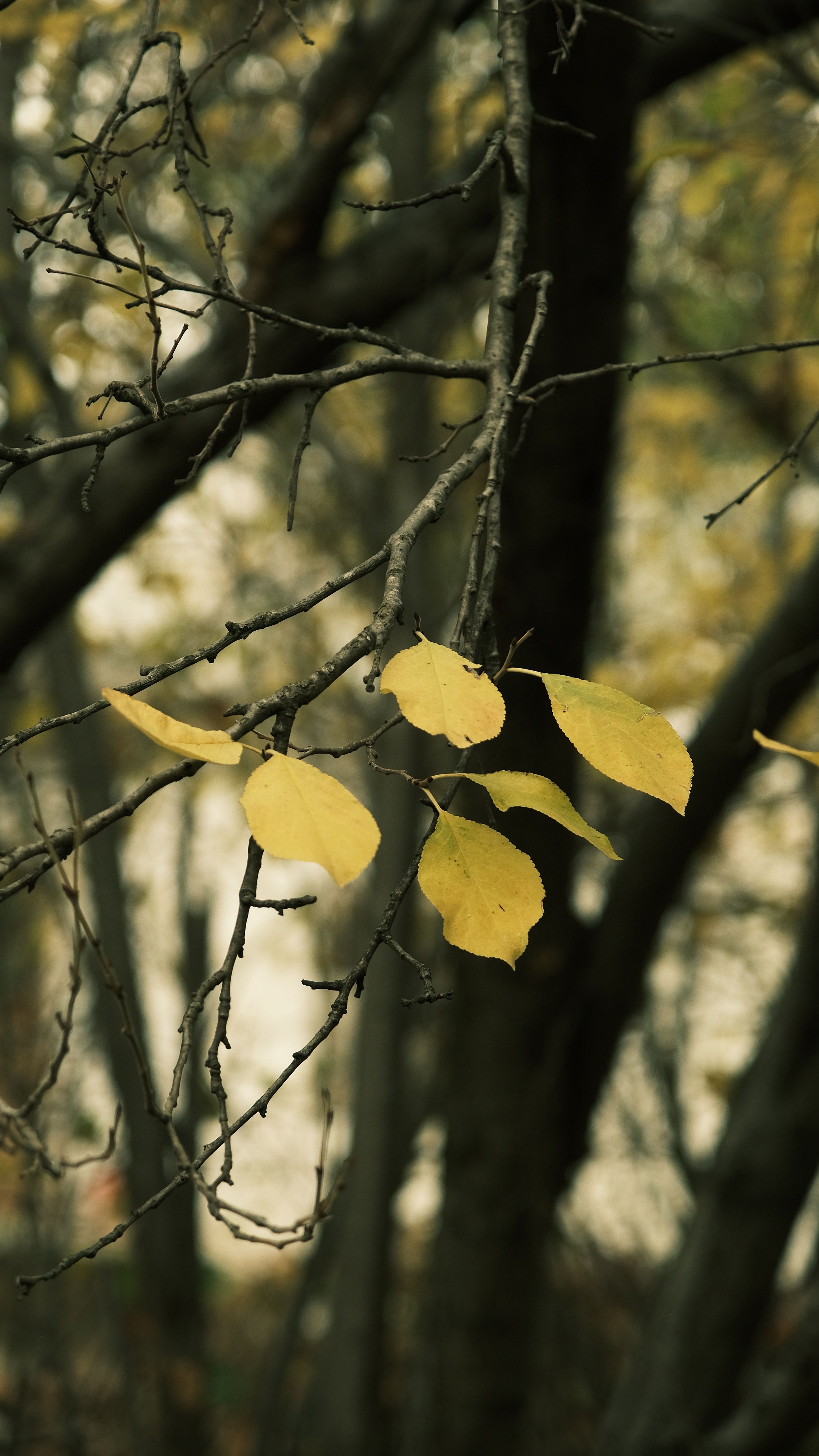 Yellow Leaves on Bare Tree Branches in Autumn · Free Stock Photo