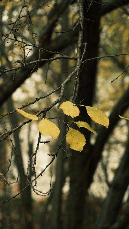 Yellow Leaves on Bare Tree Branches in Autumn · Free Stock Photo