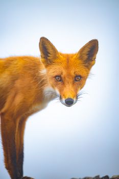 fox photo