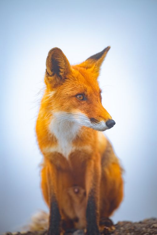 vulpes vulpes, オレンジ色の毛皮, キタキツネ, キツネ, キツネの肖像