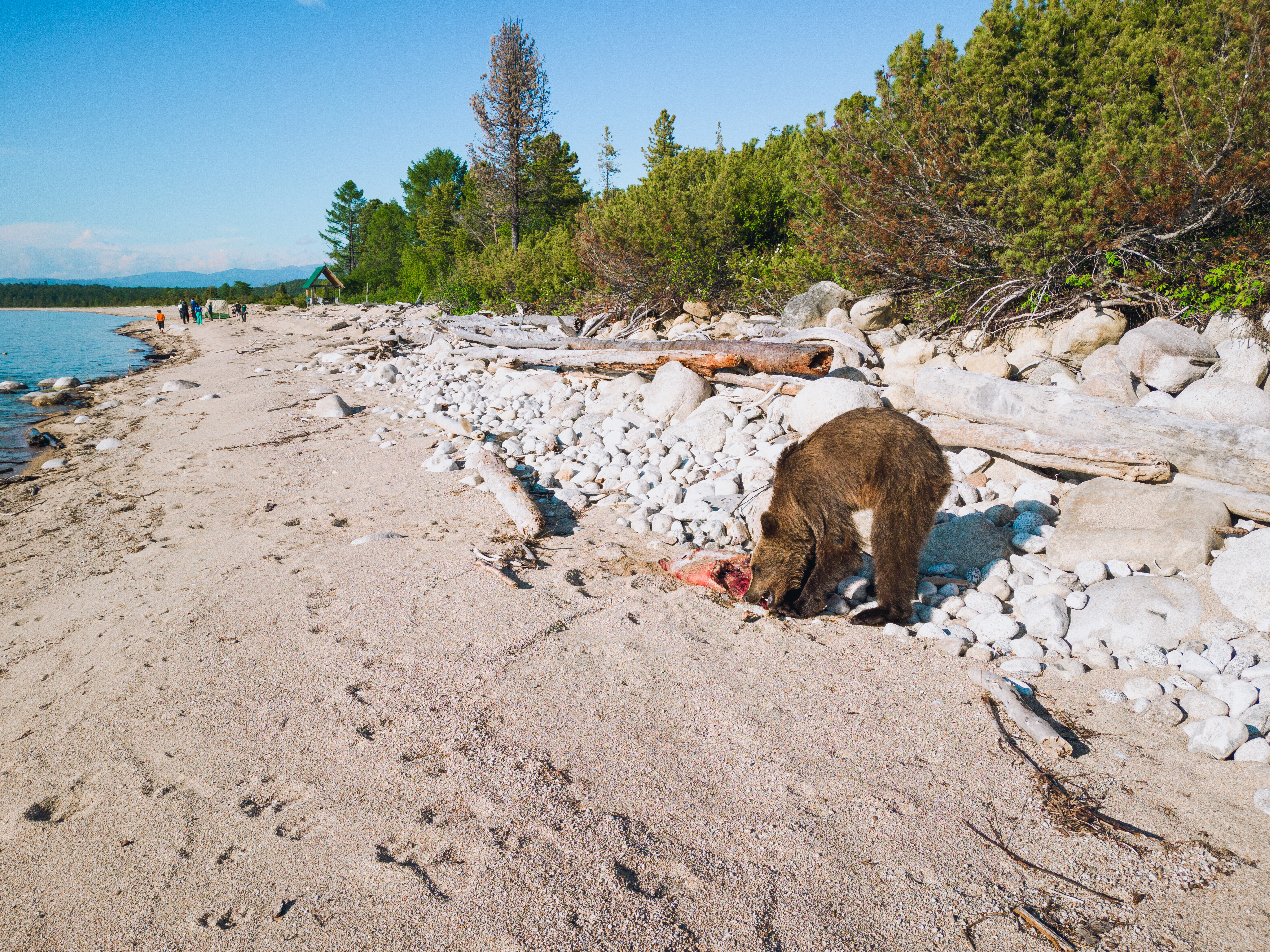 Bear Greg - Extended Vacation On Trantor