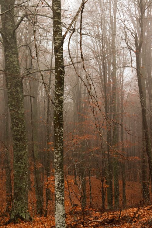 Free Foggy autumn forest scene with bare trees and fallen leaves, creating a moody atmosphere. Stock Photo