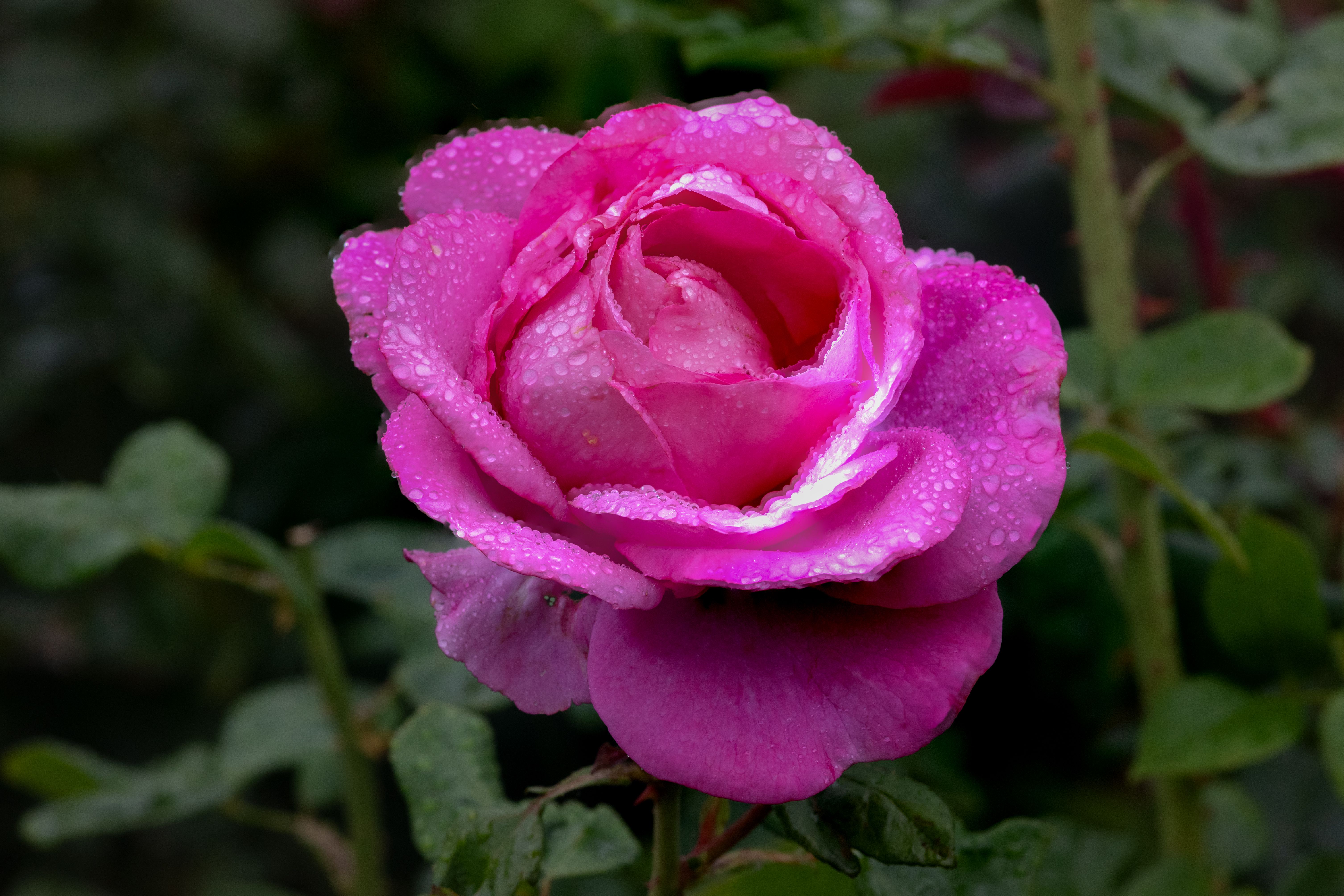 Close-up of a Dew-Kissed Pink Rose in Bloom · Free Stock Photo