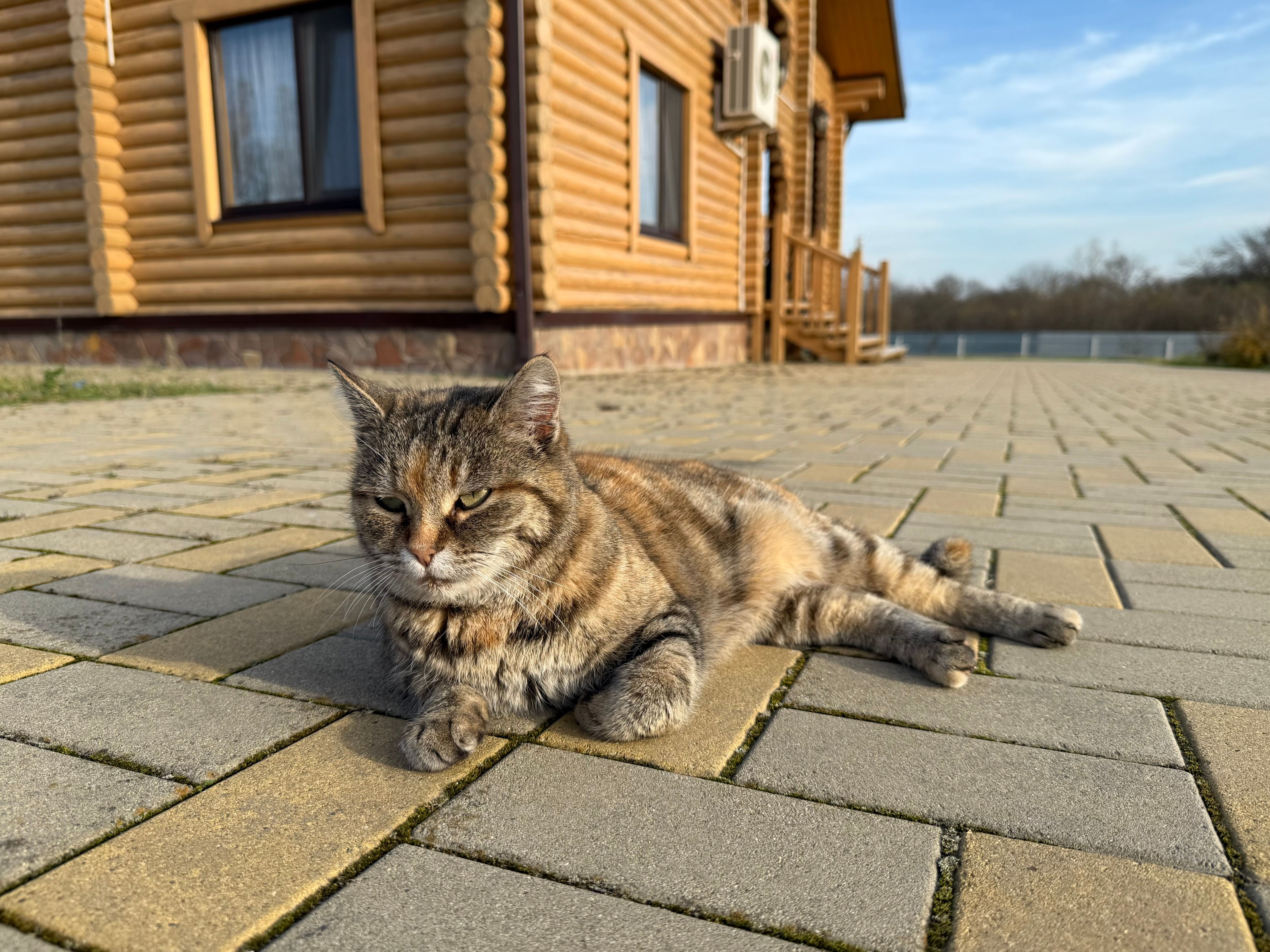 We Opened Our Home to a Senior Cat, and 