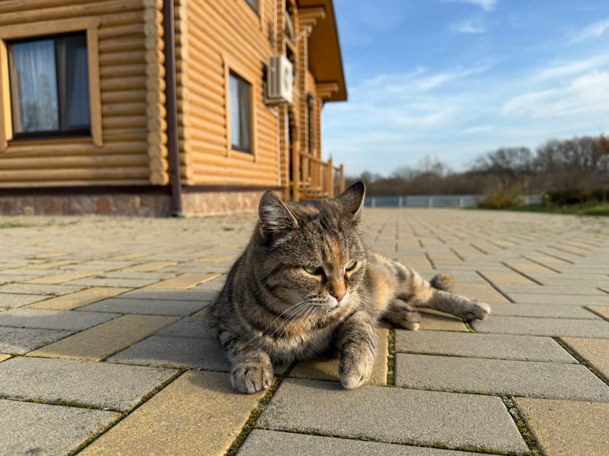 A tabby cat lounging on a sunlit patio near a wooden house, enjoying a peaceful day.