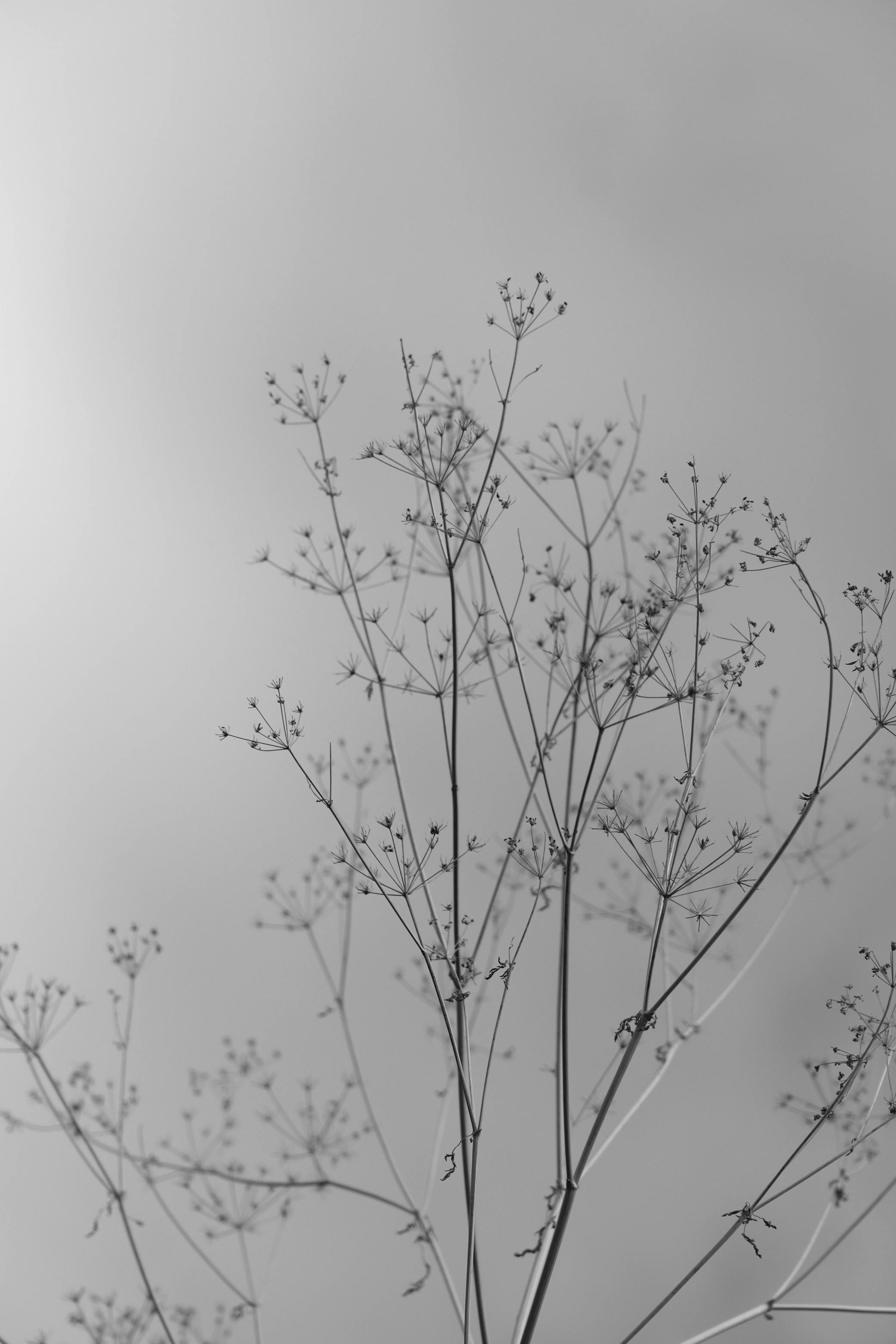 gratis Een delicaat plantensilhouet in een minimalistische zwart-witte stijl. Stockfoto