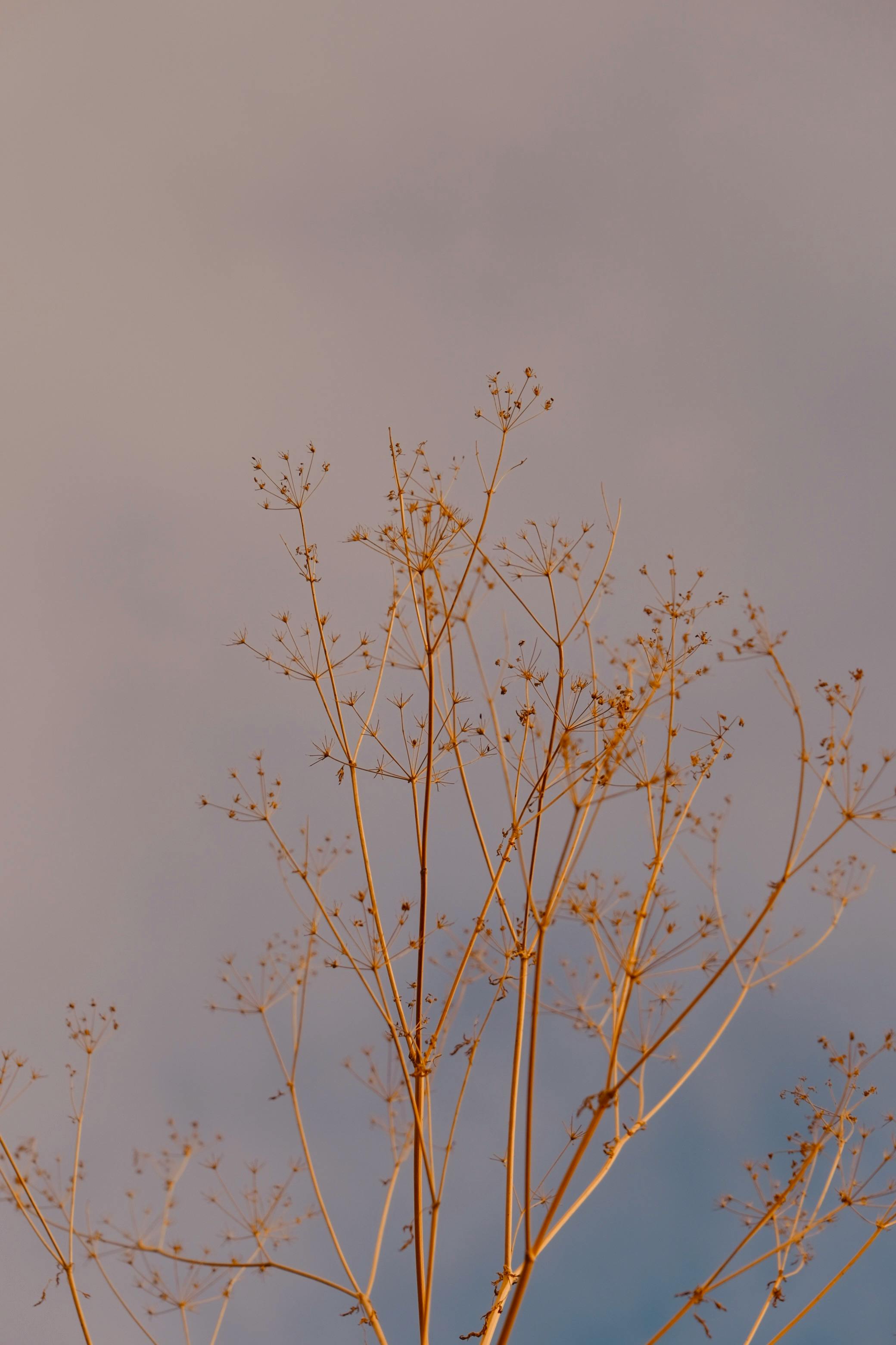 Gratis Foto stok gratis alam, anggun, artistik Foto Stok