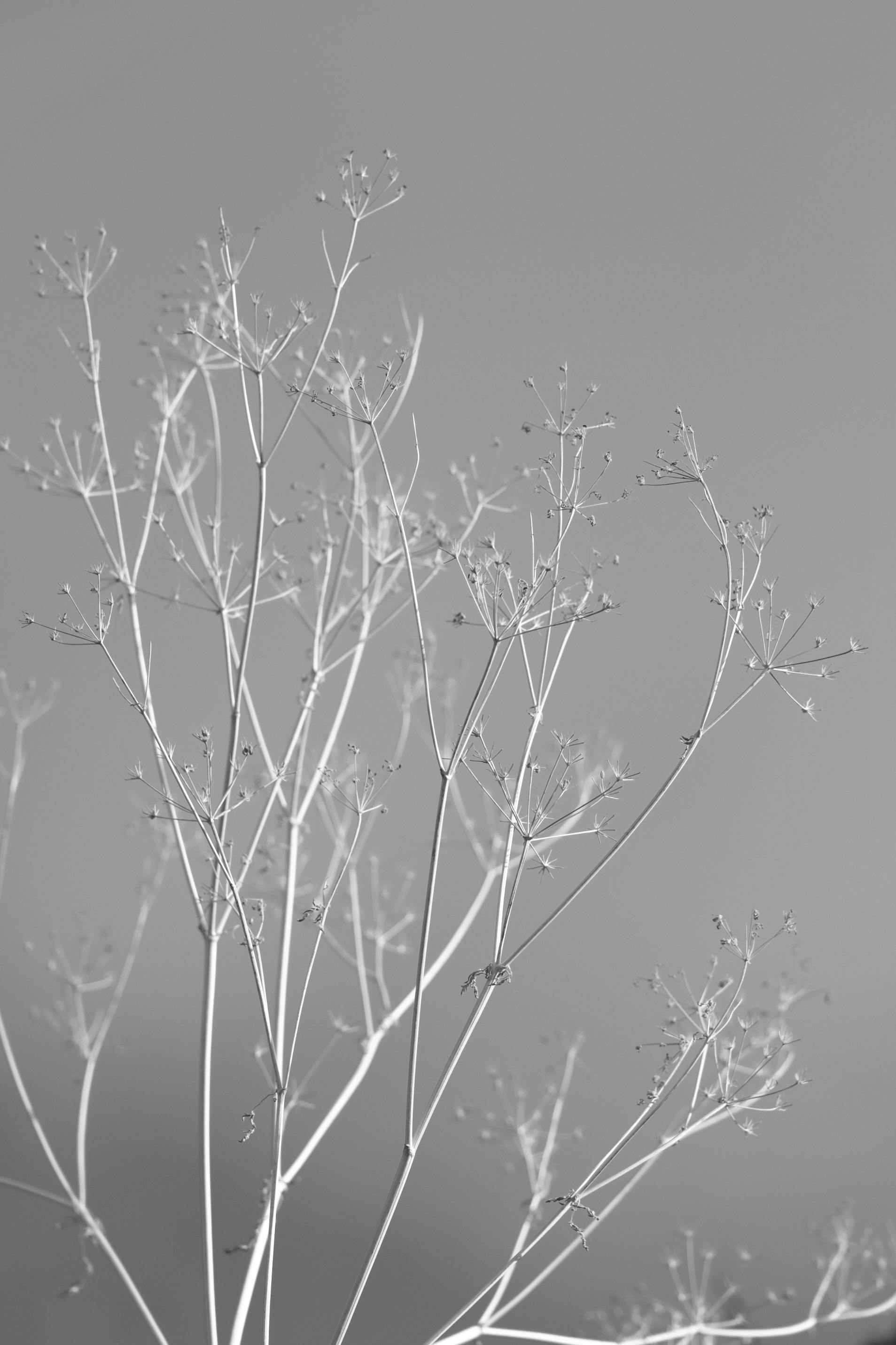 Gratuit Fotografie alb-negru cu tulpini delicate de plante în stil minimalist. Fotografie de stoc