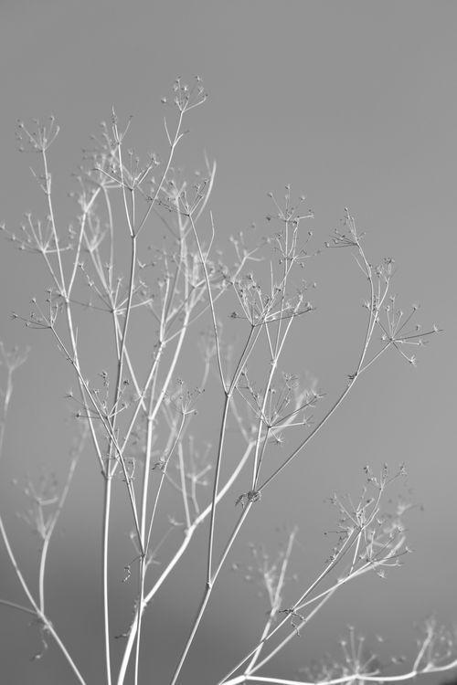 Free Black and white photo of delicate plant stems in minimalist style. Stock Photo