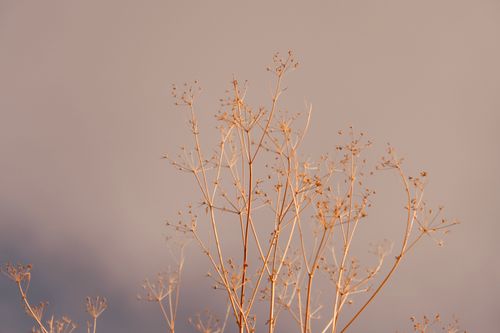 Free Close-up of delicate dried plant stems against a neutral backdrop, showcasing minimalist beauty. Stock Photo