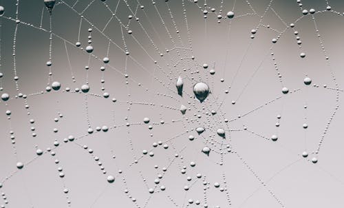 örümcek Ağı Fotoğrafını Yakın çekim