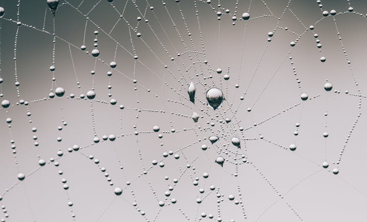 Close Up Photography Of Spider Web