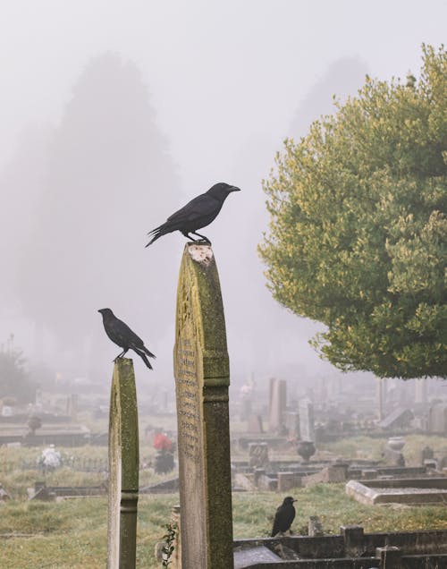 Free Black Birds on Tomb Stones Stock Photo