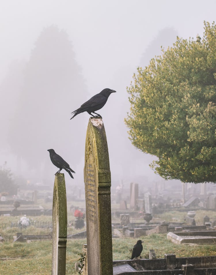 Black Birds On Tomb Stones